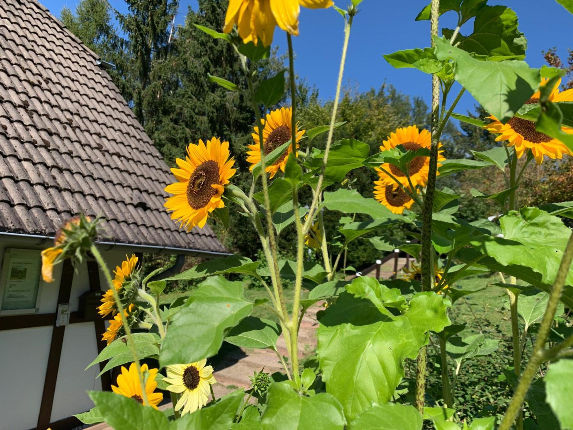 Holiday home Die Kleine Ferienvilla Am Edersee Frankenau